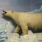 polar bear