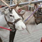 reindeer