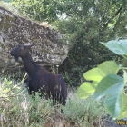 black goat