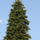 fir