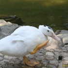 white duck