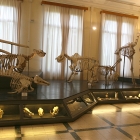 museo zoologico